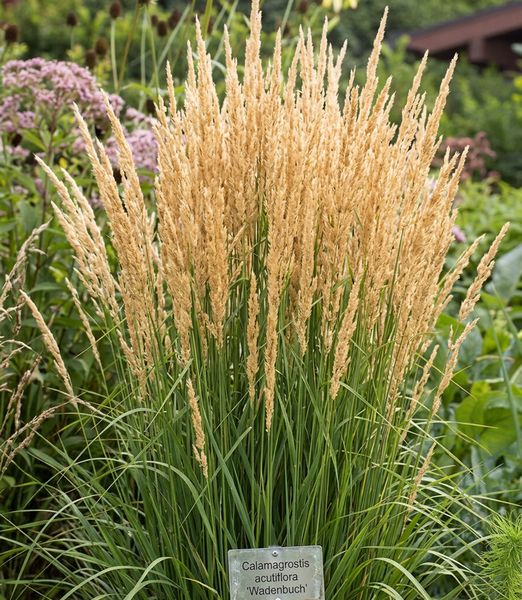 Calamagrostis acutiflora ‘Waldenbuch’